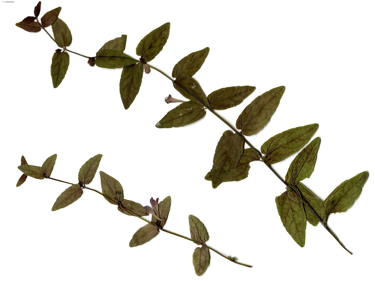 Scutellaria galericulata (Lamiaceae)